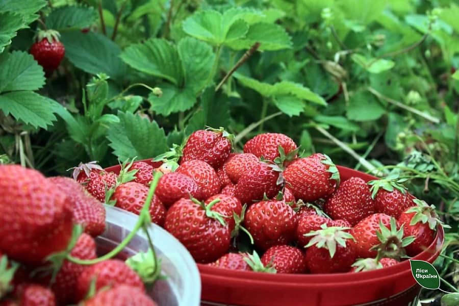 Польські фермери почали продаж ранньої полуниці на місцевих ринках