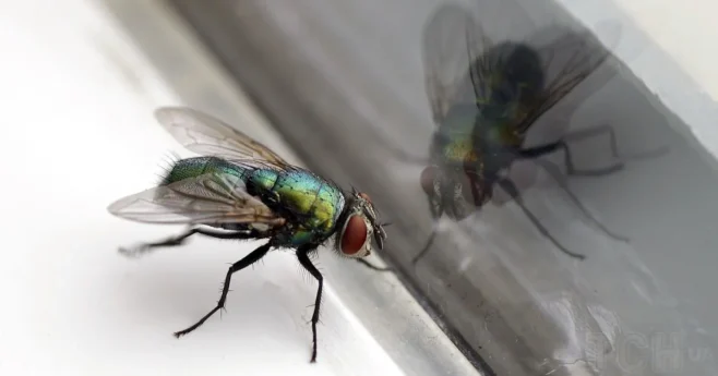 Effective Folk Methods for Protecting Your Home from Flies and Mosquitoes