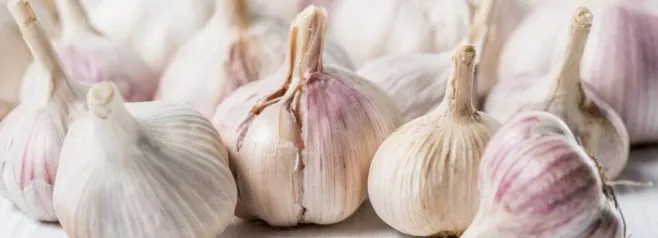 Why Ukrainian Garlic is Rare on the Market: Main Reasons and Prospects