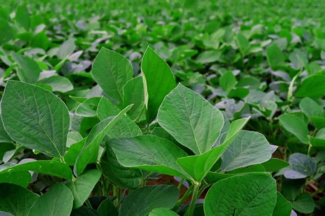 Імпорт сої до Китаю у 2025 році зріс на 5,3%, але витрати скоротилися